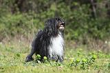 PETIT CHIEN LION 279